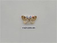 藏品(尺蛾622)的圖片